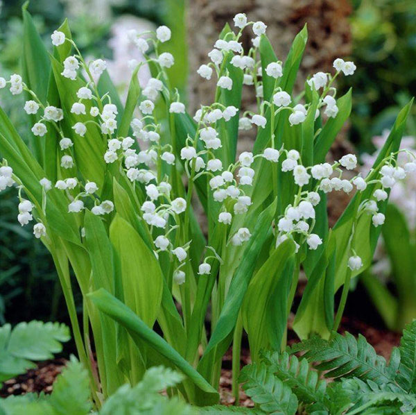 Lily of the valley blomster