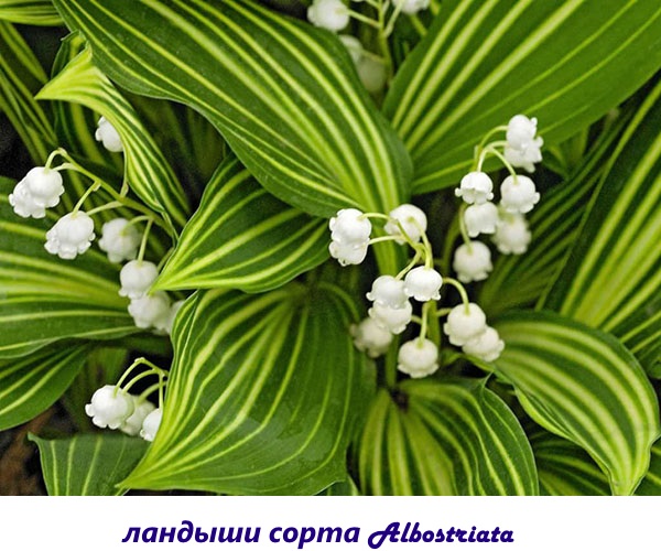lilija doline Albostriata