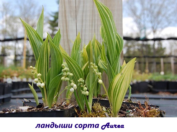 Lily of the valley Aurea