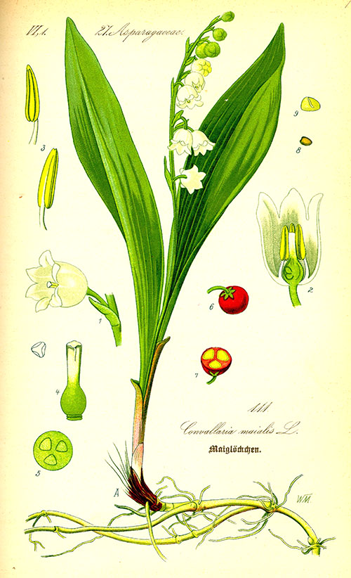 Lily of the valley struktur