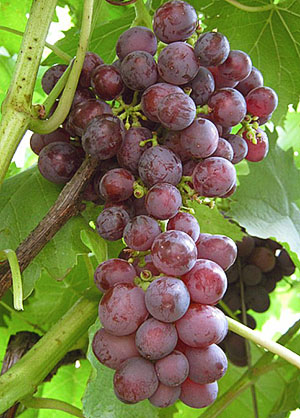 Nizino Grapes