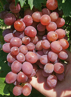 Victoria Grapes