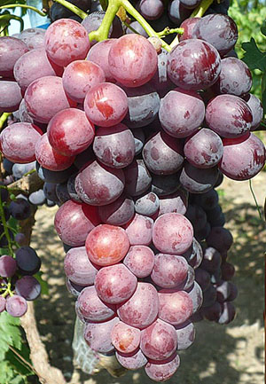 Grapes Cardinal Azot