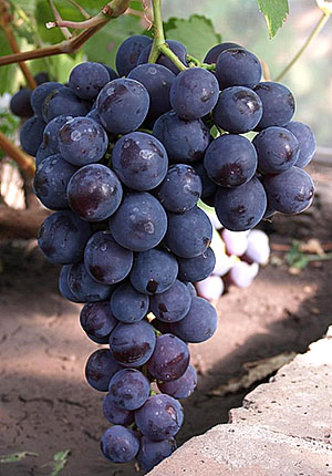 Grape Rochefort