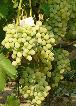 Grapes Pleven