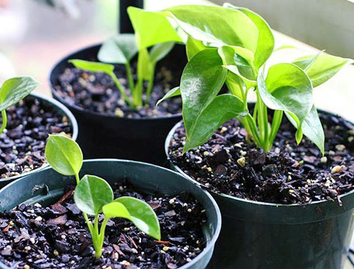 植物繁殖允许您获得具有亲本特征的新植物