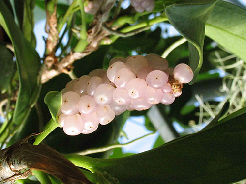 成熟安祖花的浆果