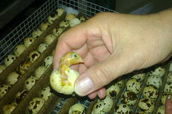 Incubação de ovos de codorna