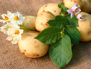 Çiçekler ve patates yumrular