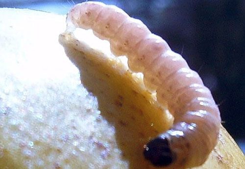 Цатерпиллар гусеница