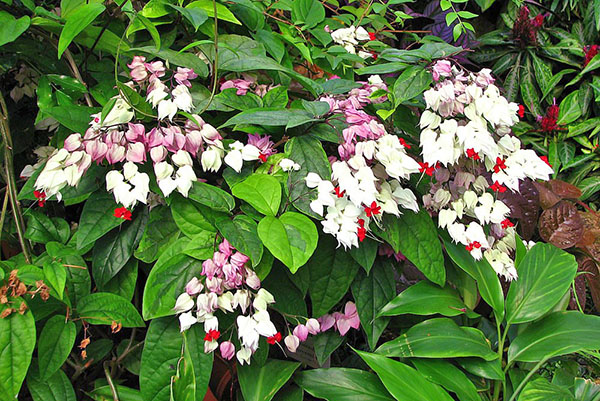 Floresce o clerodendrum