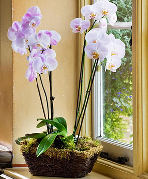 Цветение орхидеи длится долго