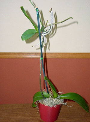 Çiçek açtıktan sonra bir orkide bebek verebilir
