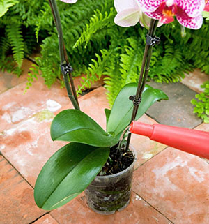 Vanduo orchidę šiltu vandeniu