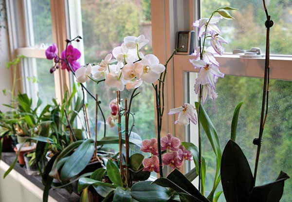 Žydinčios orchidėjos ant palangės