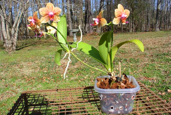 Periodic, rădăcinile unei orhidee trebuie spălate