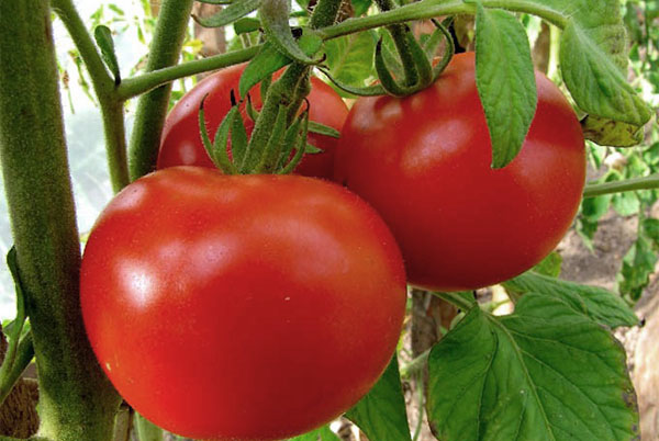 Tomates da variedade de junho