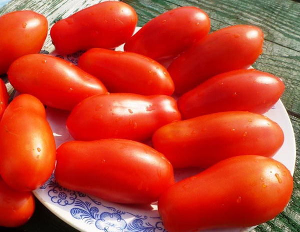 Variasi tomato