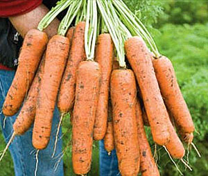 Carrot Vita-Longa