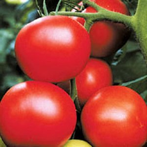 Pomidorų įvairovė Uralas F1