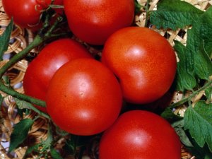 Na foto uma variedade de tomate Nevsky