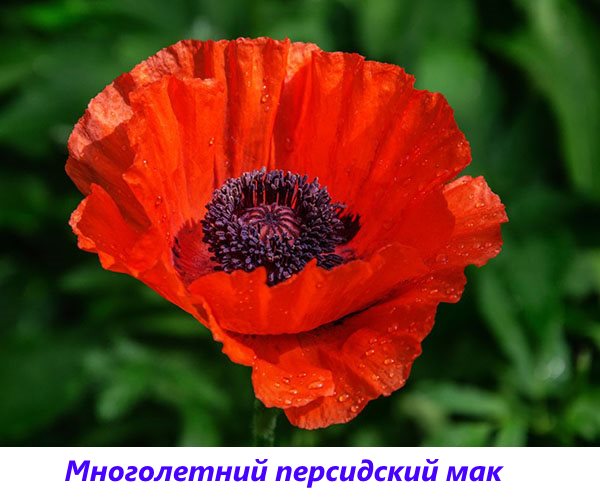 Poppy Parsi Perennial