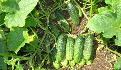 Cucumber Miranda f1照片