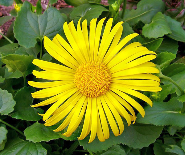 Sarı dorogicum çiçeklenme-sepeti