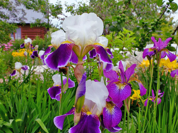 blomning av iris