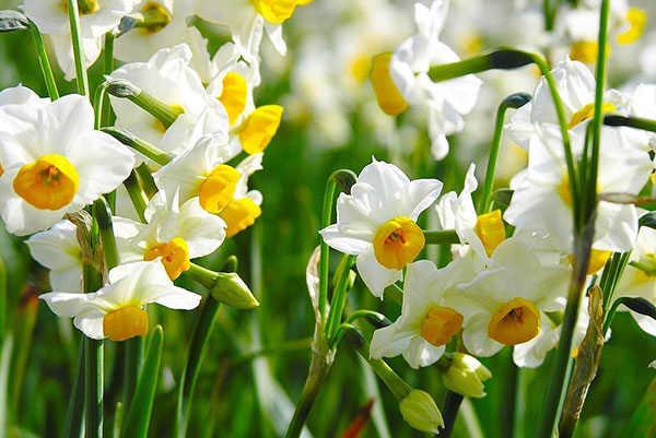 Daffodils berbilang bunga