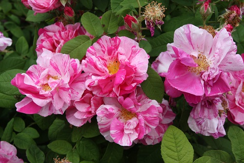 rose gallica version