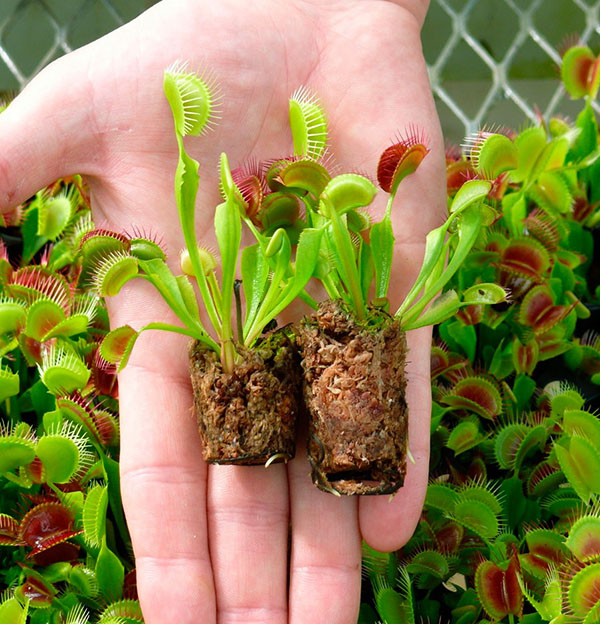 jonge planten van venus flytrap