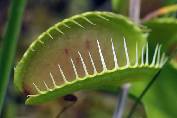 venus flytrap feeds alleen op levende organismen