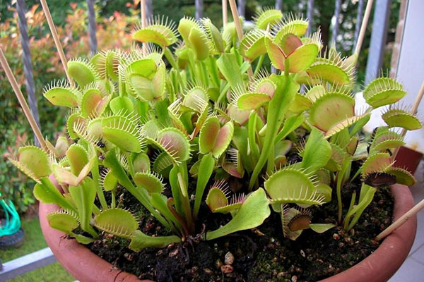 venus flytrap na parapete