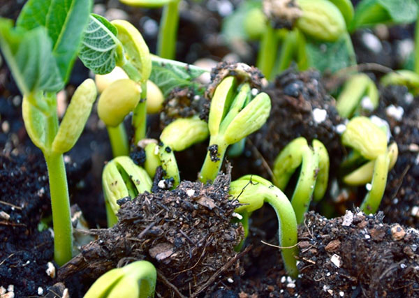 cultivarea fasolei în sol deschis