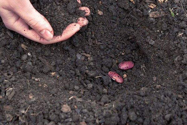 menanam kacang tanah di tanah terbuka