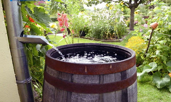 вода для полива растений