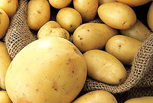 Качественный урожай картофеля