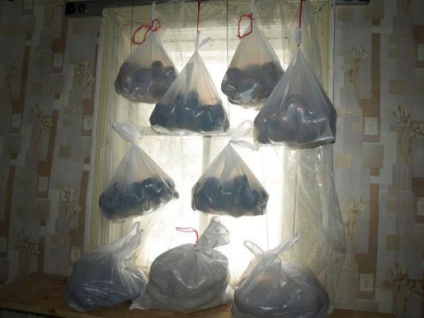 Cultivarea tuberculilor în saci de plastic