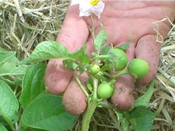 Bobice sjemena krumpira na grmu