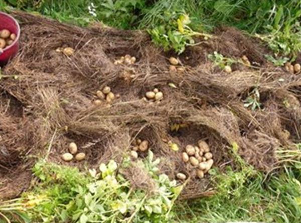 Mengumpul kentang yang ditanam di atas rumput