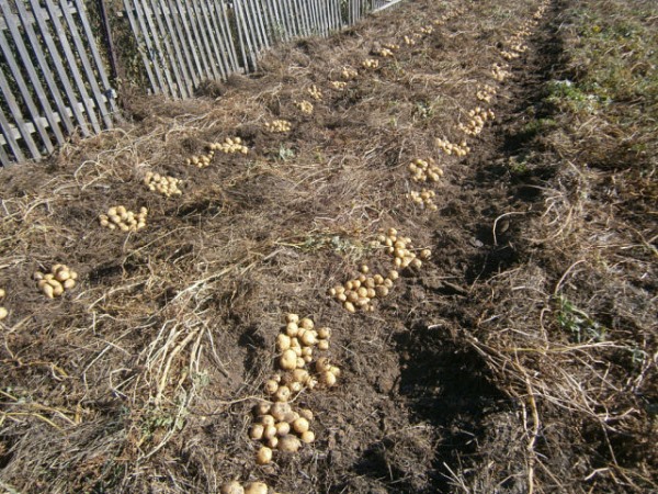 没有挖掘的马铃薯收集