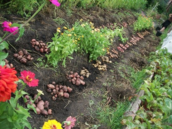 Ekolojik patates ekimi
