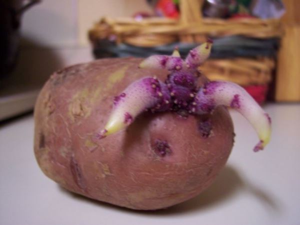 Penyediaan kentang untuk penanaman
