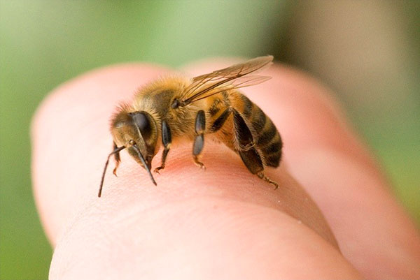随着不小心的运动，蜜蜂可以刺痛