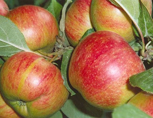 Jabolka vrste Cimet novo