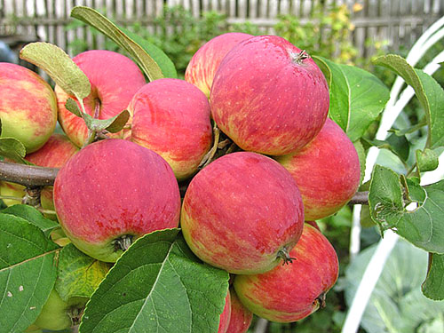 Pokok Apple dari pelbagai Uralets