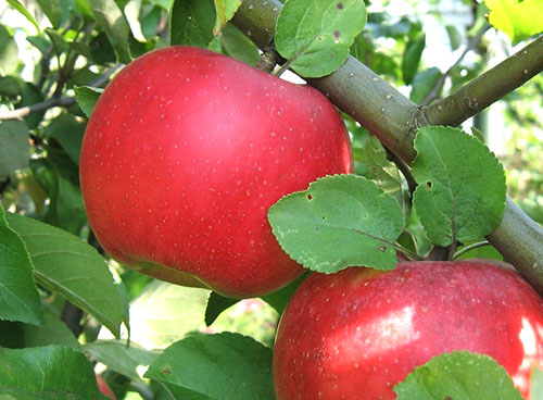 Apple Tree Auxis