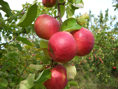 Pokok epal Zhigulevskoe