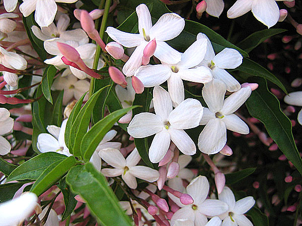 multi-flowered inomhus jasmin
